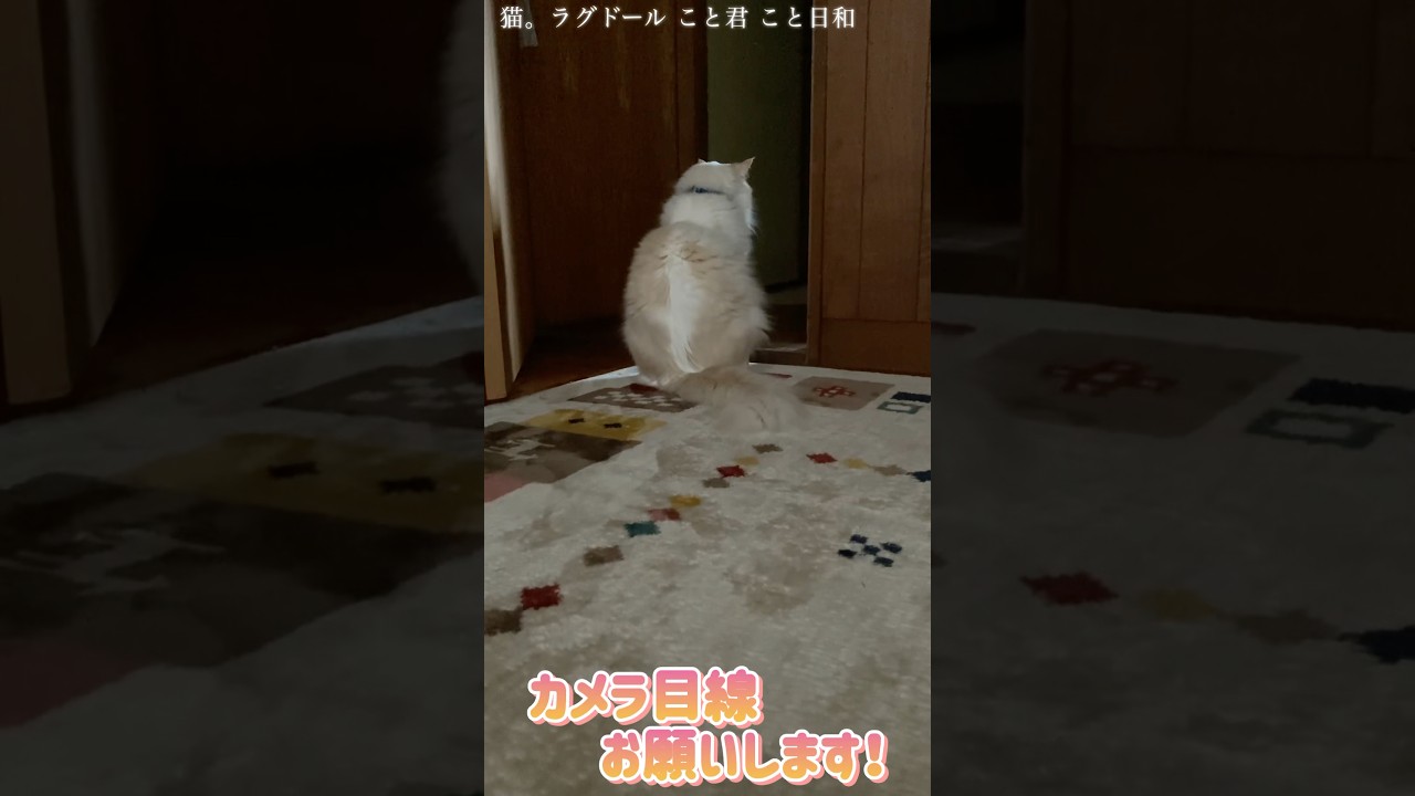 猫。カメラ目線お願いします！#shorts