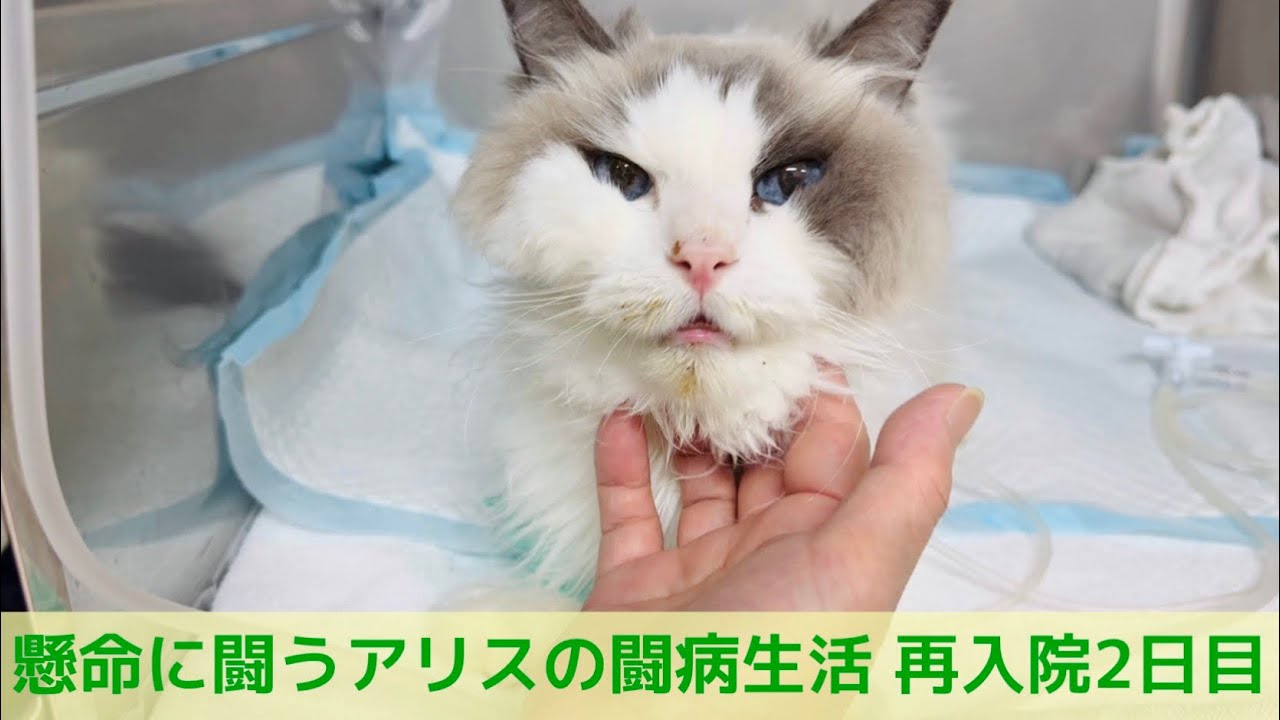 懸命に闘う【ラグドール】アリスの闘病生活 再入院２日目