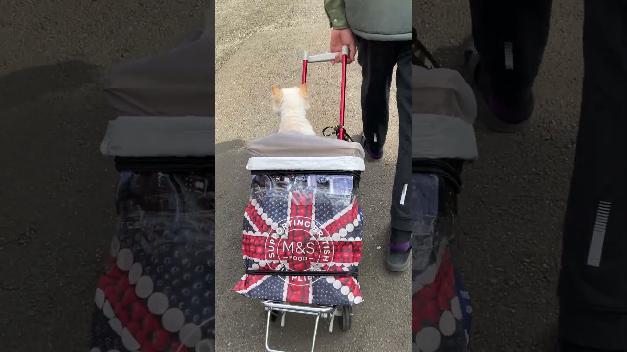 ♥チーノの日常【😽わ～い！楽ちんお散歩】ホワイトヒマラヤン14歳　#shorts　#cat　#pets　猫好き　癒し