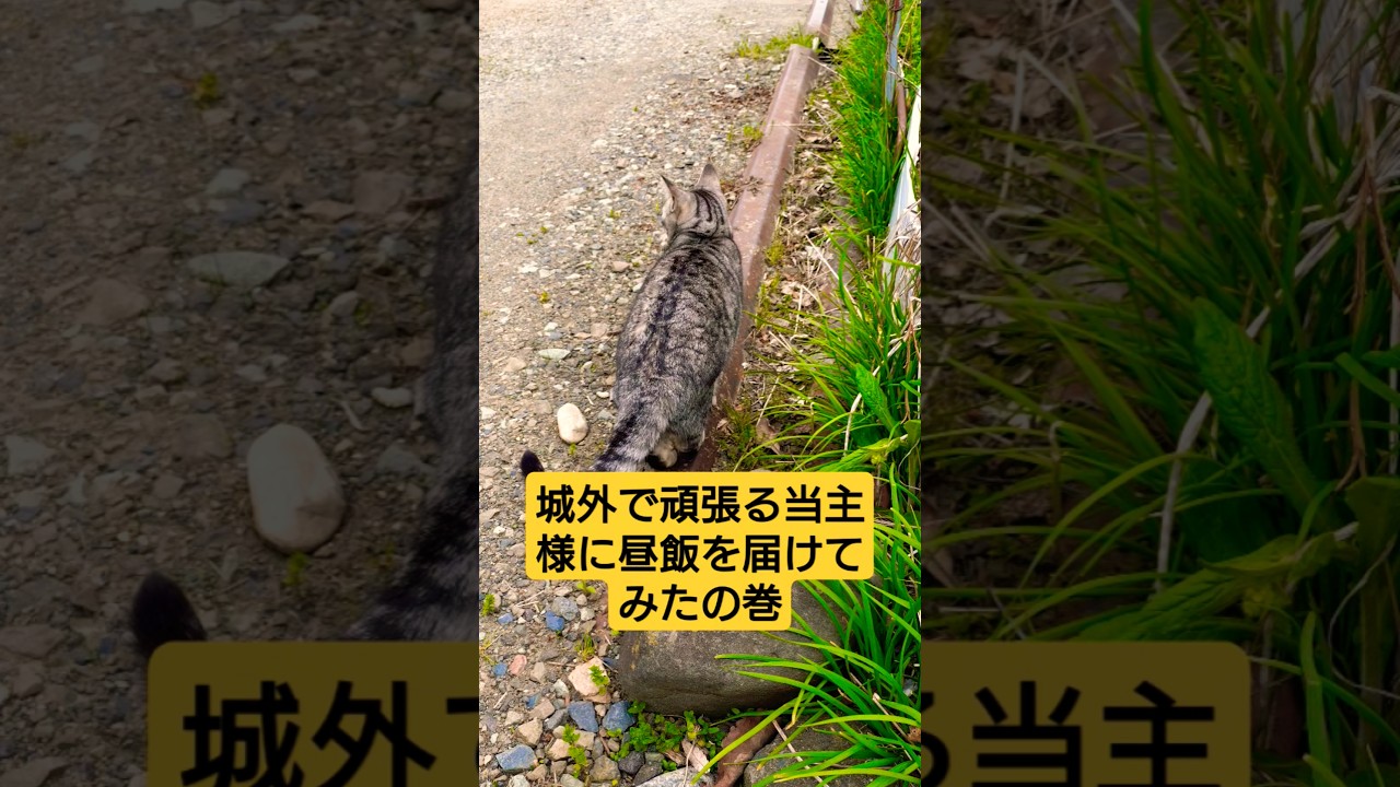 城外で頑張る当主様に昼飯を届けてみた動画#保護猫 #スフィンクス#猫のいる暮らし ＃戦国猫