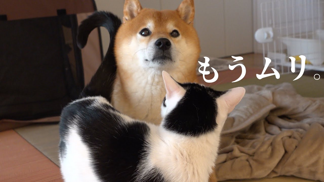 柴犬が子猫の子守りを続けるなか、遂にこの子に我慢の限界がきました。。