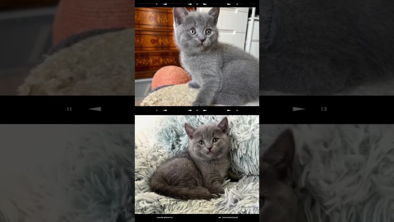 #shorts 【シャルトリュー子猫】CNアキくん（仮） #シャルトリュー #猫好きさんと繋がりたい