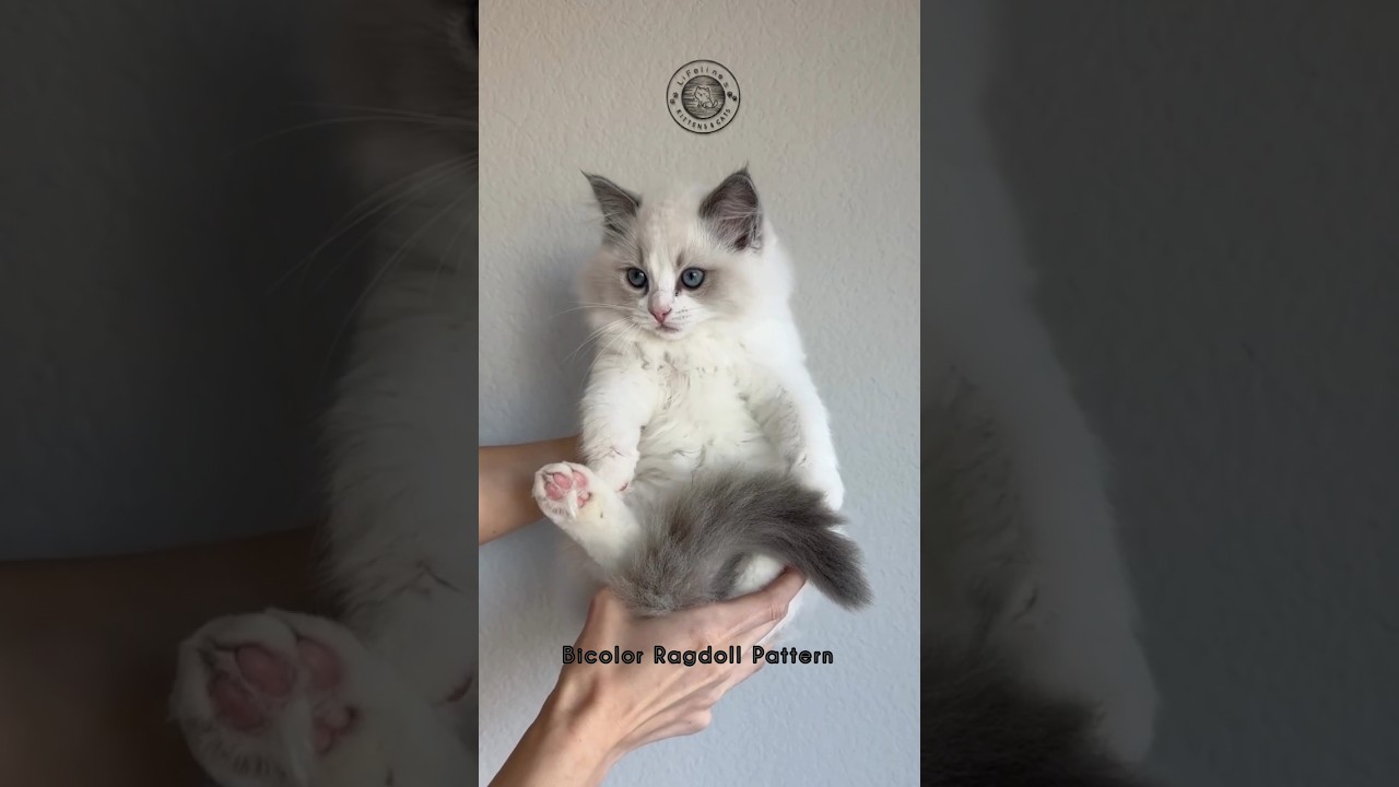 Bicolor Ragdoll Kitten Price in India #ragdolls #bengaluru #ragdollkittens #kolkata #mumbai #gurgaon