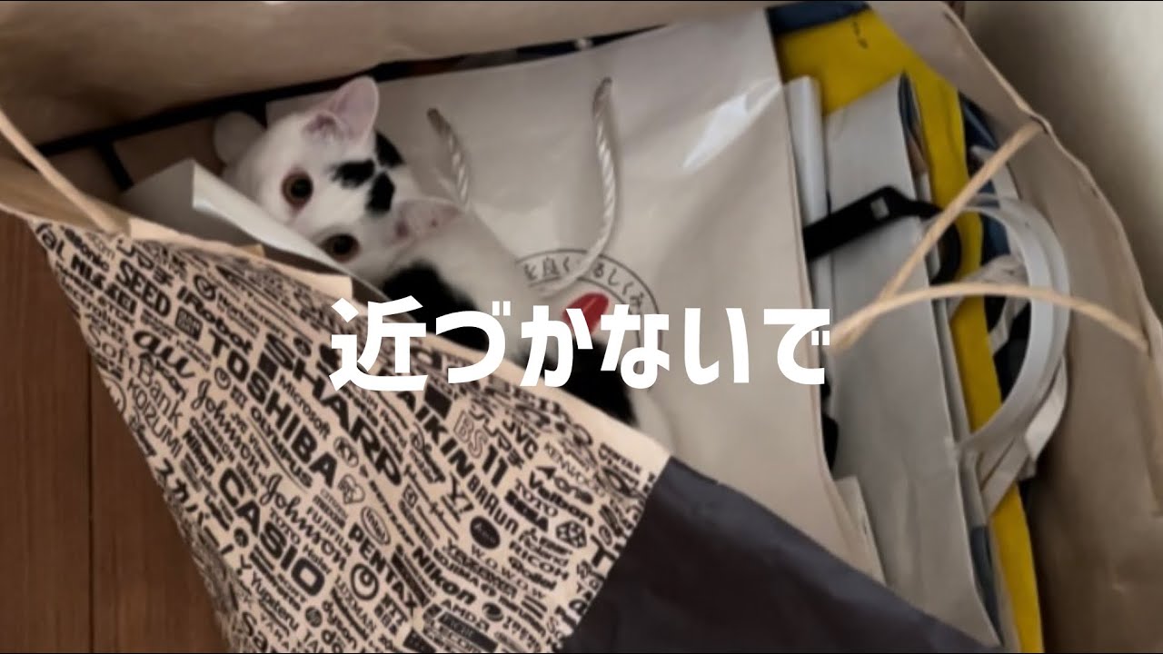 最高のあそび場所を見つけたミルク！#保護猫 #ねこ #猫のいる暮らし #ミルねーさん