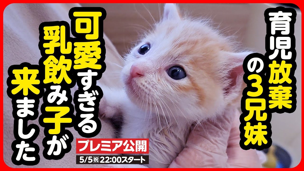 【子猫 保護】お母さん、どこ行ったの...？育児放棄された3匹の乳飲み子を保護しました