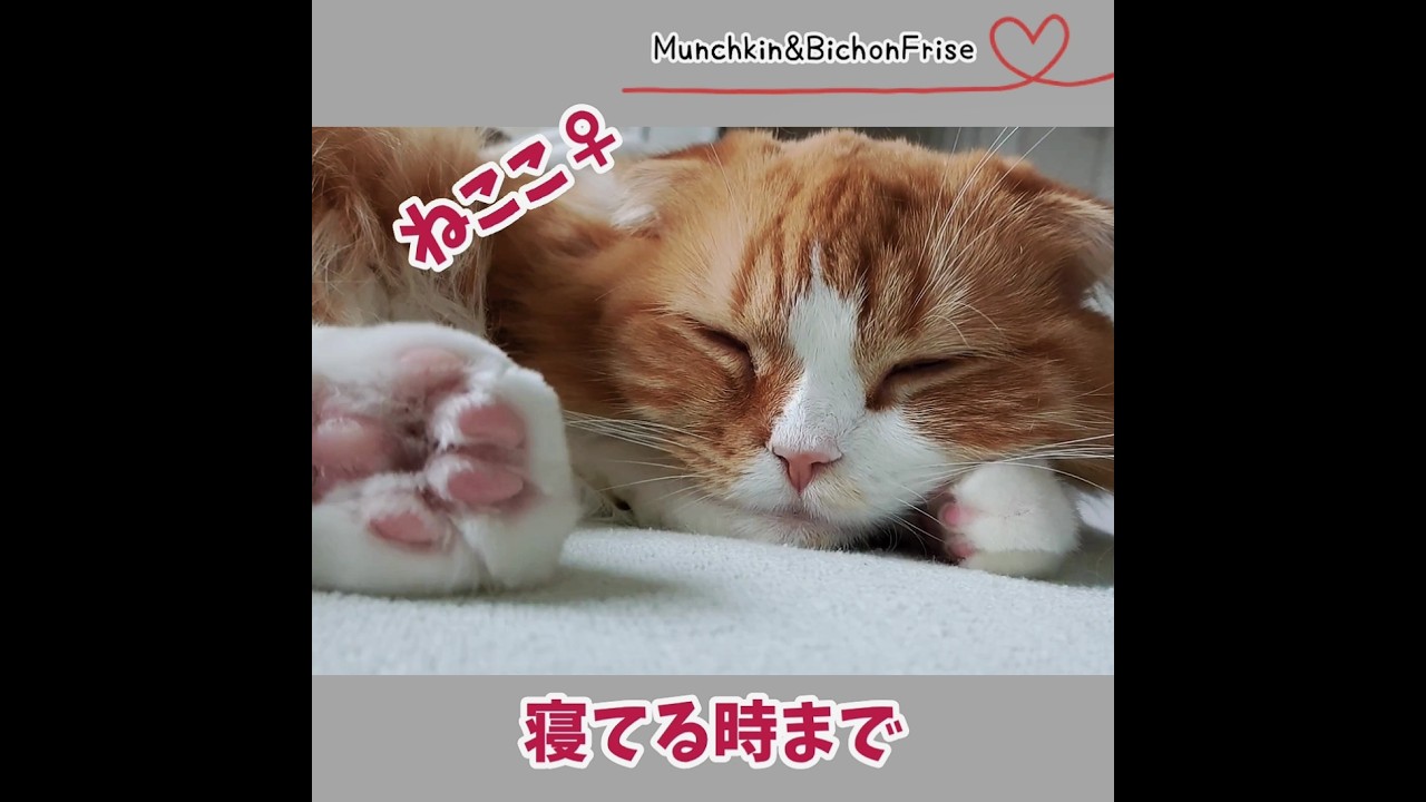 【マンチカン】寝てる時まで撮影されてしまう女王猫 【犬と猫、両方飼ってると毎日かわいい♥】