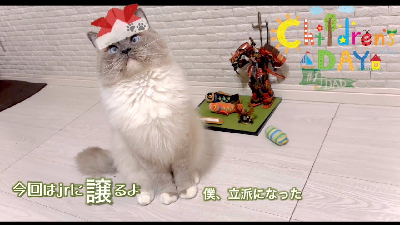【猫×子どもの日】子猫ジャック🏯🎏   #ラグドール　#マンチカン