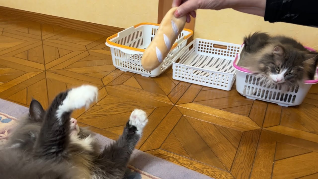 【ばあば】もふ猫たちと遊びたいばあばだけど…！？ノルウェージャンフォレストキャットとターキッシュアンゴラ♡
