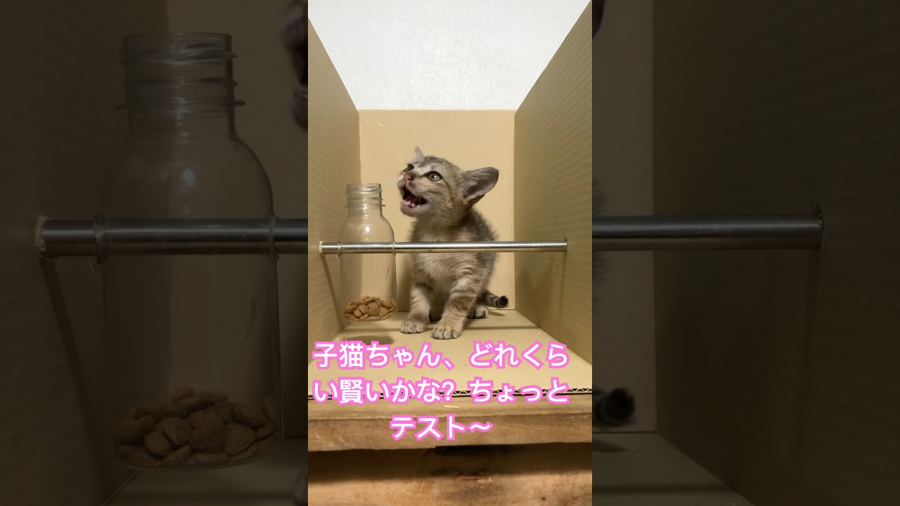 子猫のIQテスト！おやつを取れるかな？#癒し#面白い動物 ＃面白い動画 #かわいい猫 #かわいい動物たち #かわいい犬 #猫 #犬 #動物 #子猫