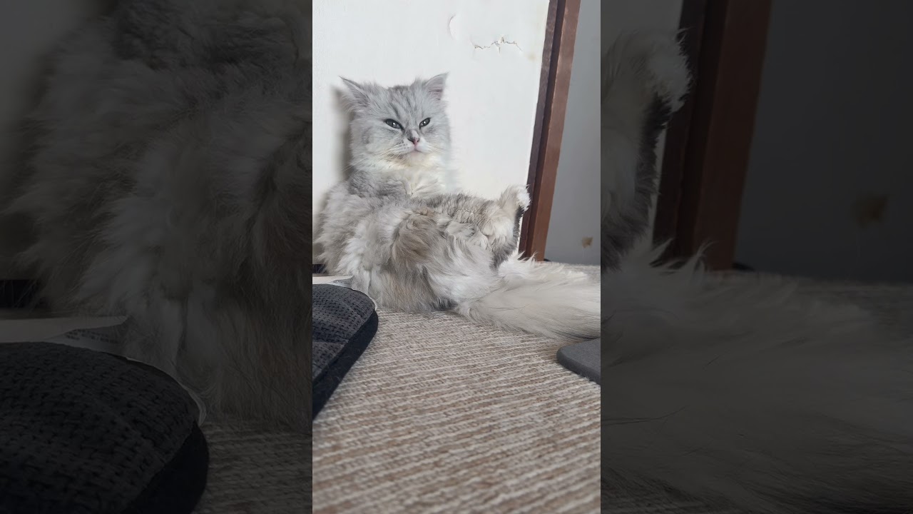 眠いの我慢してるの可愛い（笑）#猫 #ペルシャ #スコティッシュフォールド #可愛い #shorts