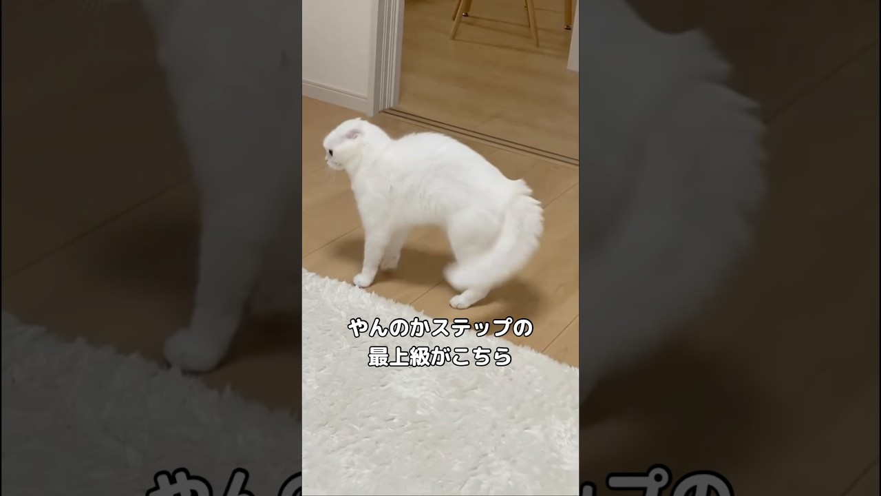 これがにゃんこの厳戒態勢MAXの状態です #やんのかステップ #白猫 #スコティッシュフォールド #shorts