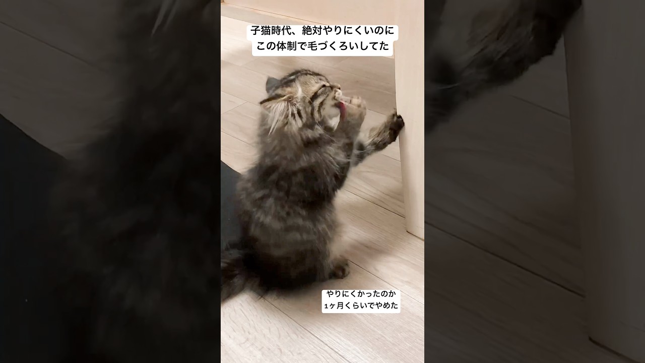 壁ドン毛づくろいと言ってた #猫 #サイベリアン #子猫