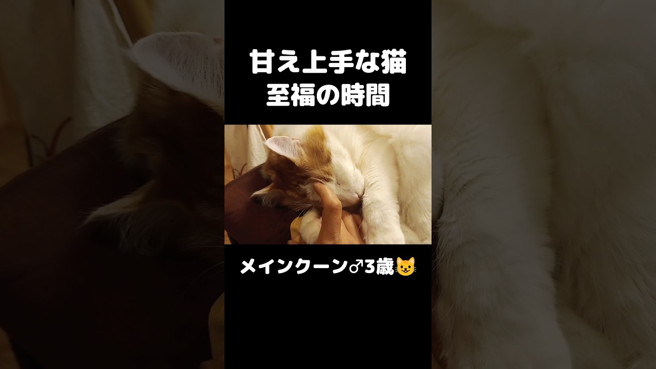 甘える猫が可愛すぎる... #猫のいる暮らし #猫 #メインクーン #ねこ