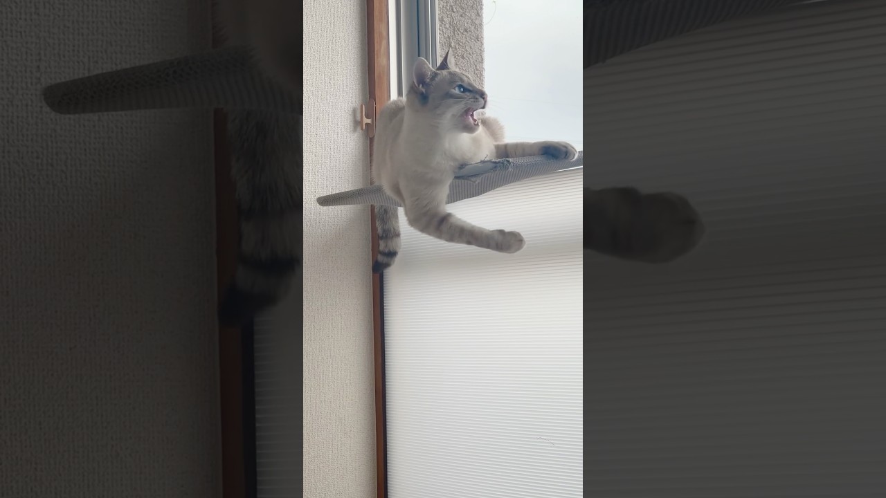 朝から元気に破壊活動をするねこぉ‼︎　#シャムトラ #元保護猫 #シャムミックス  #cat #猫耳 #kitten  #猫耳 #siamesemix