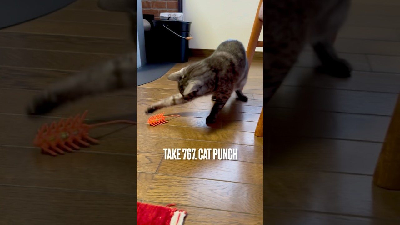 #電動ねずみ ちゃんが壊れちゃったからこの変な子で遊ぶにゃ❗️ #猫パンチ 炸裂にゃ‼️ #egyptianmaucat #エジプシャンマウ #エジプシャンマウの仲間たち #遊ぶ猫 #shorts