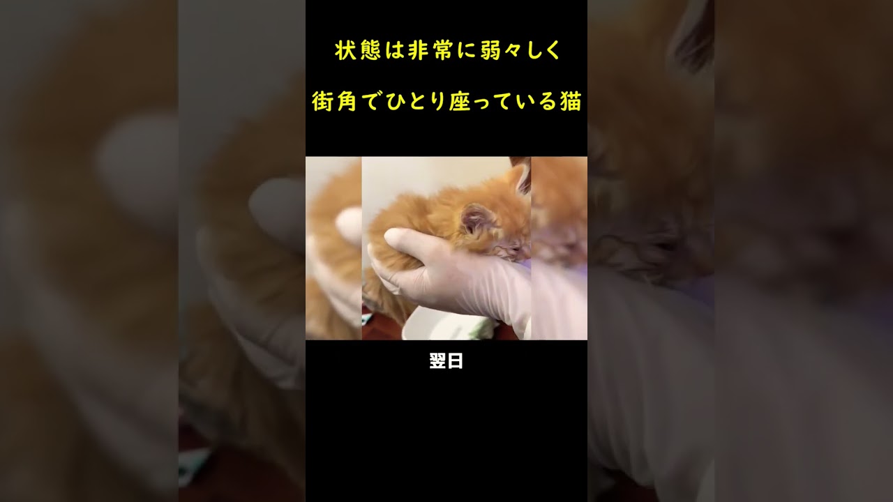 街角で見つけた瀕死の子猫！