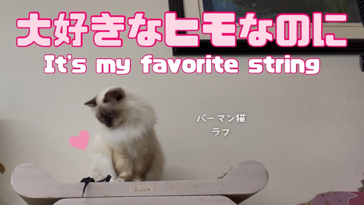 バーマン猫ラフ【大好きなヒモなのに】It's my favorite string（バーマン猫）Birman/Cat