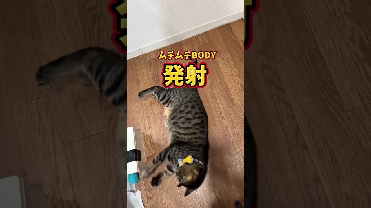 モッツァレラVS球。