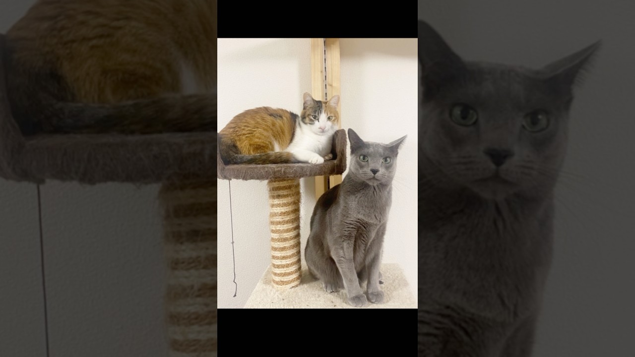 思ってたんと違う#AI#ロシアンブルー#三毛猫