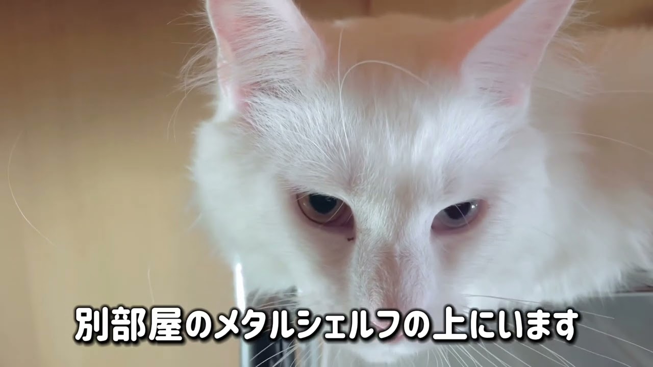 食事の後は個々にお気に入りの場所へ移動#メインクーン #cat