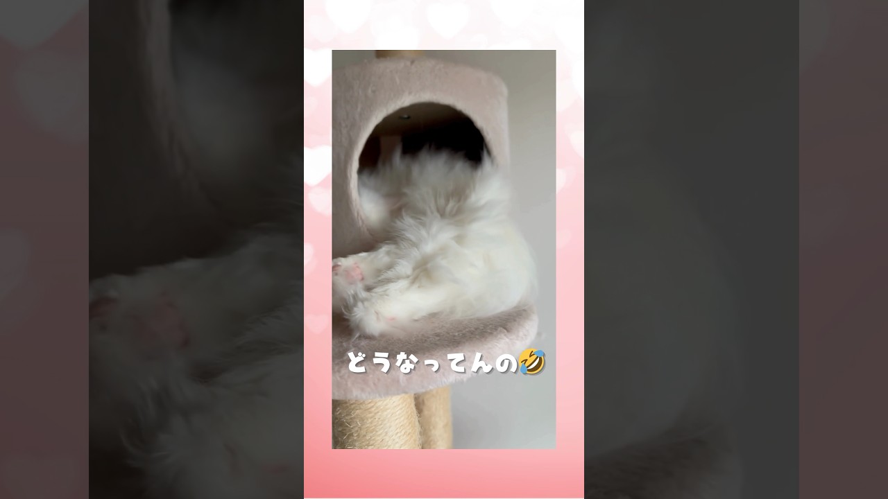 大きすぎて？ハウスに入りきれないラガマフィン白猫　#shorts #ラガマフィン #ragamuffin #ねこのいる暮らし #catlife