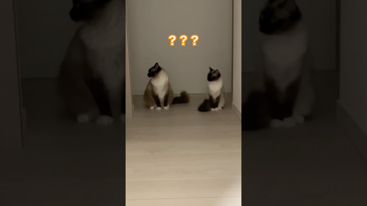 ラグドールのたぬきみたい猫達？？？ #singersongwriter #newmusic #たぬき #cat #ragdolls #ragdoll #猫 #子ネコ #ラグドール #cat
