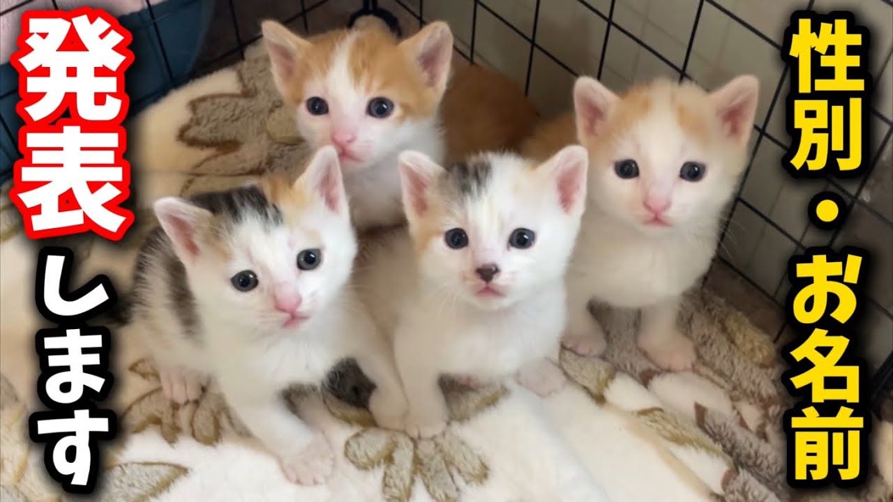 生後3週間の子猫たちの性別とお名前を発表いたします。