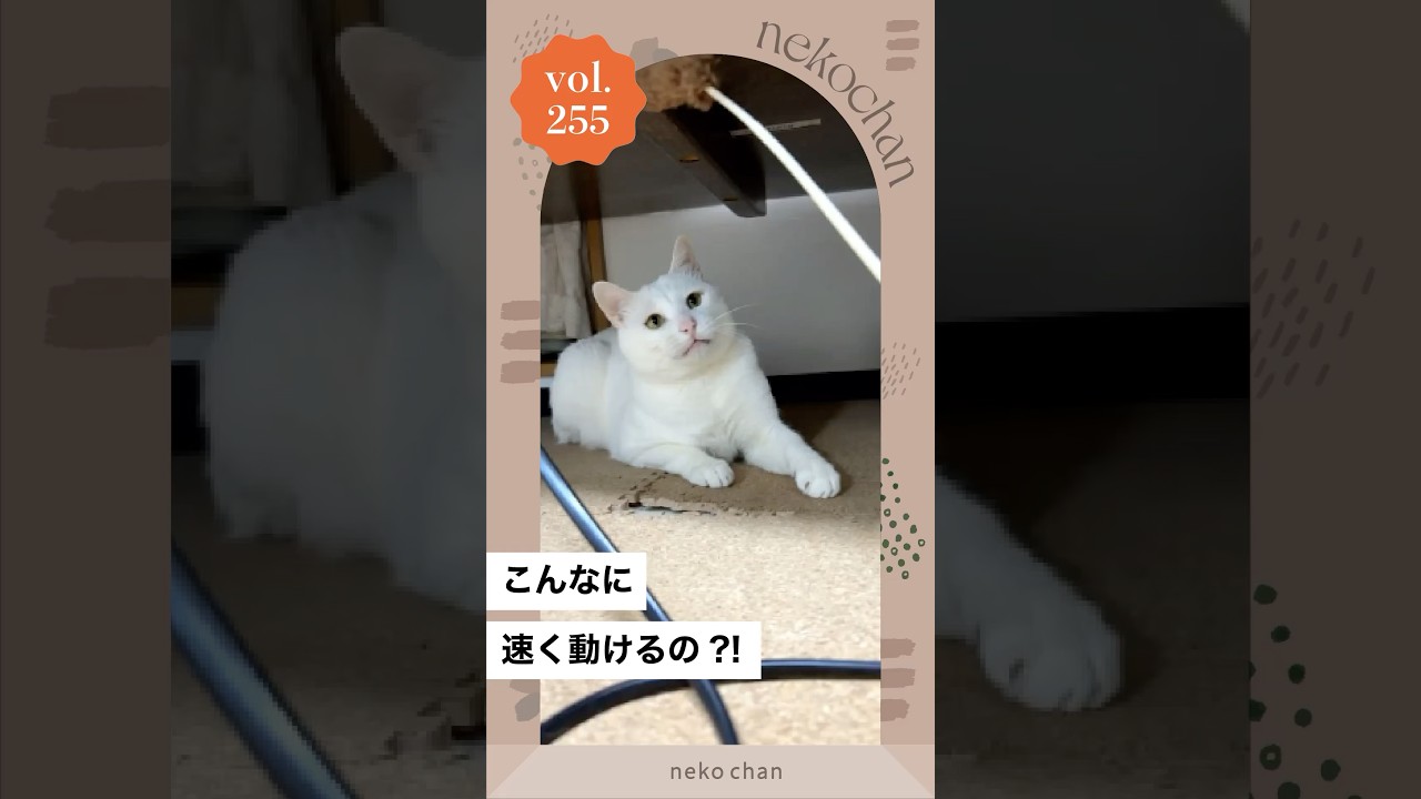 「は、はやい！！！」 #nekochan #猫 #ねこ #ねこのいる暮らし #ねこ部 #ilovemycat #catlover （VOICEVOX Nemo）