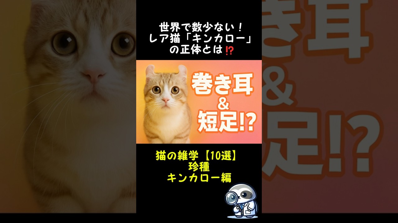 世界で数少ない！レア猫「キンカロー」の正体とは⁉  #shorts #雑学