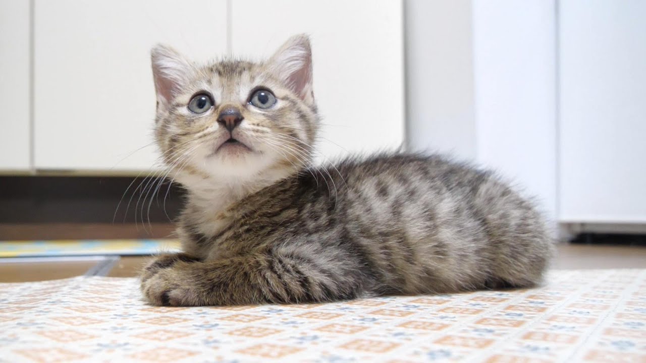 ママ、お暇ですか？遊び盛りの子猫がママの横にチョコンとやって来る【赤ちゃん猫　保護猫】
