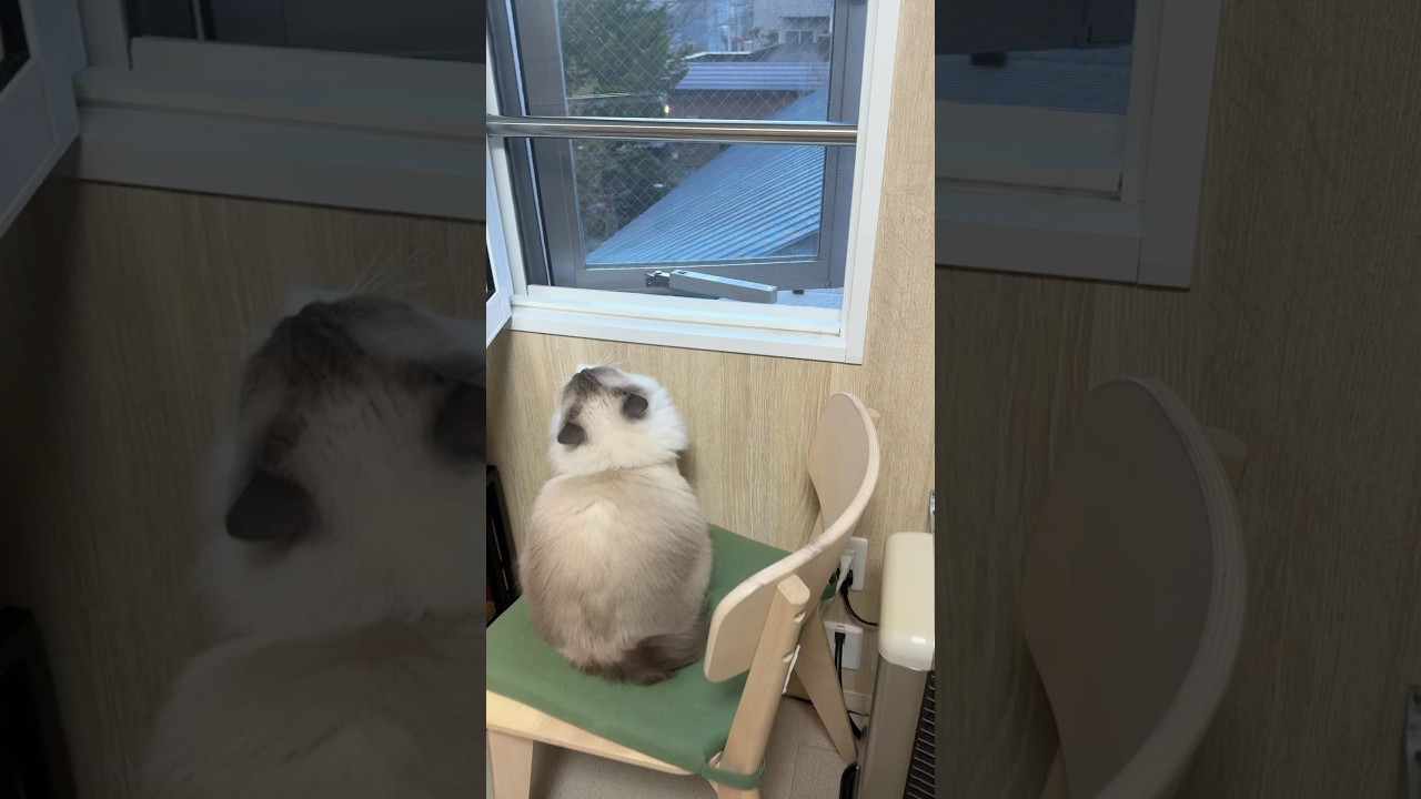 撮れなかったけどこの直前のおしゃべりベルちゃんが可愛すぎた…　#funny #pets #cat #猫 #ベル #ラグドール #shorts