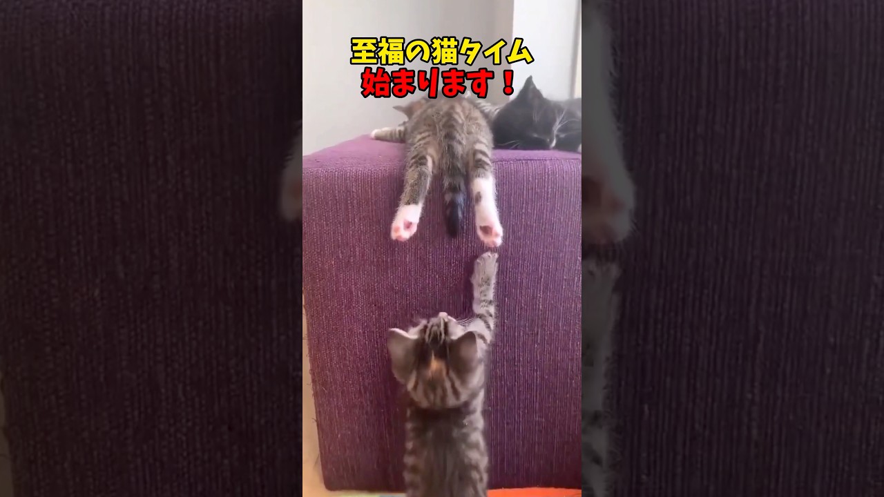 至福のひと時をお過ごしください… #猫 #cat #cats #ねこ