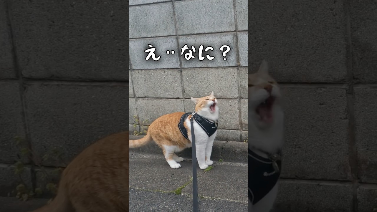 突然クチャクチャしだす猫#元野良猫チャチャ #ネコ #ねこ #猫 #猫武将 #チャチャ#本日も見まわり中