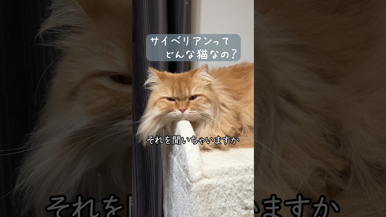 サイベリアンってどんな猫？　#猫のきなこもち