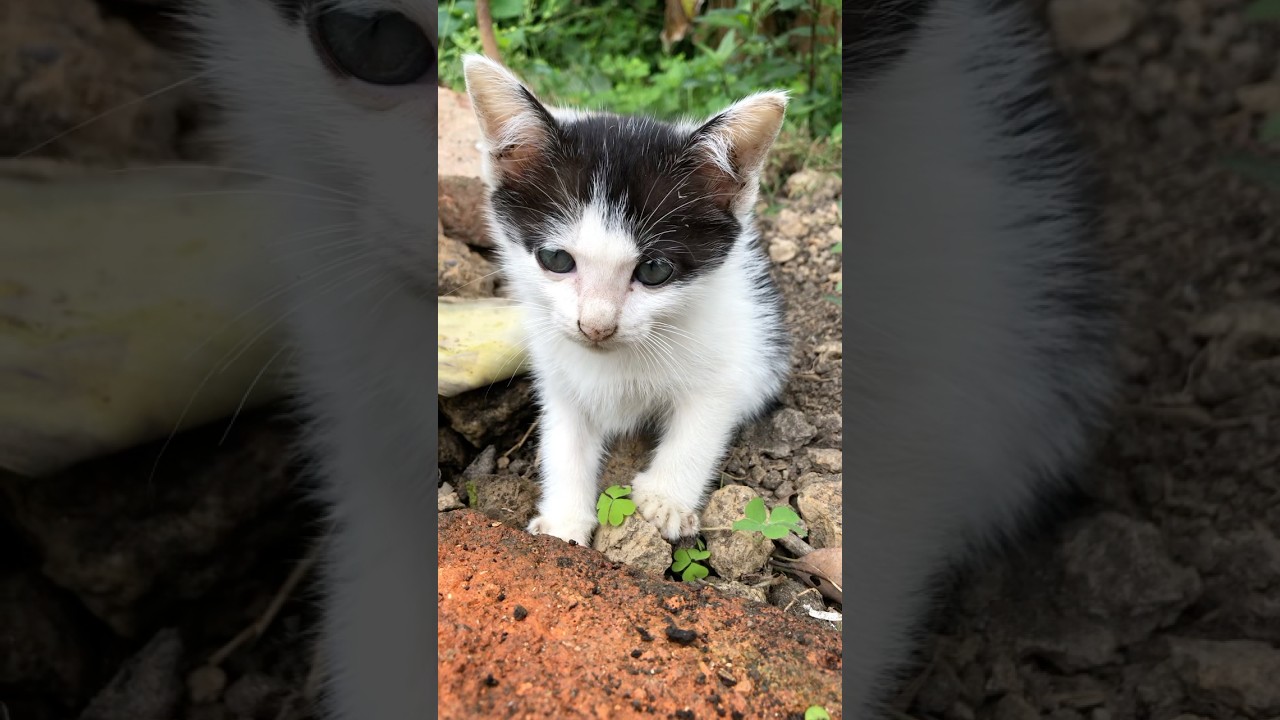 【癒し】子猫の毛はまるでホルスタイン牛のよう#癒し#面白い動物 ＃面白い動画 #かわいい猫 #かわいい動物たち #かわいい犬 #猫 #犬 #動物 #子猫