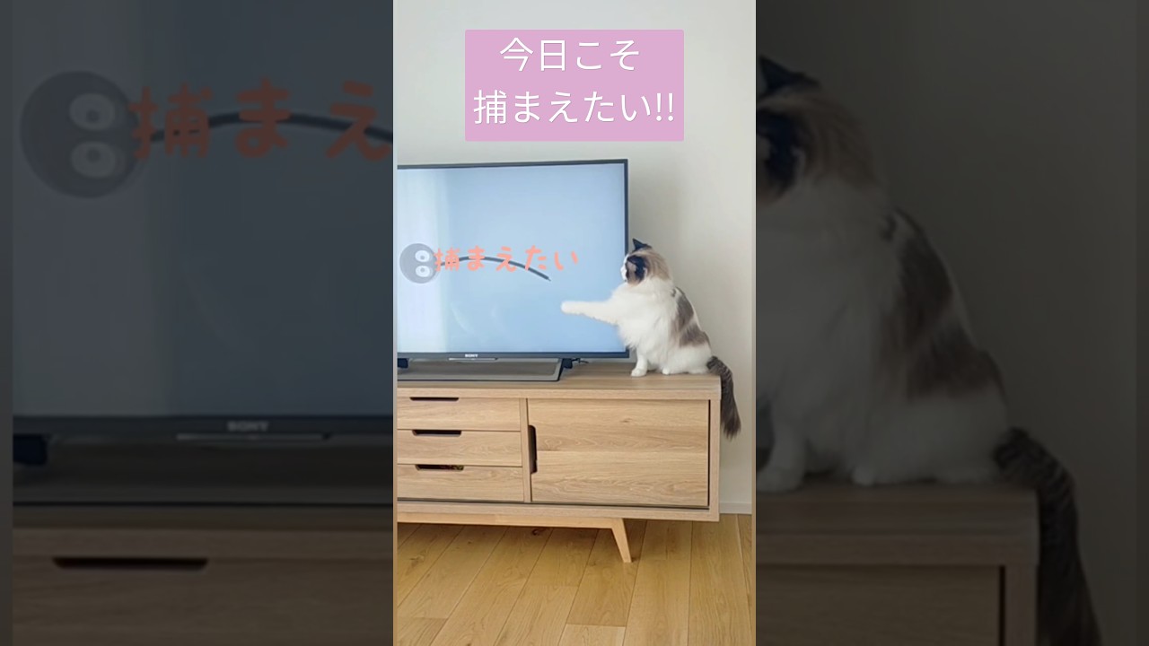 今日こそ捕まえたい猫♡ #ラグドール #猫用動画 #ラグドール猫 #cat #ragdoll #かわいい猫  #おもしろ動画