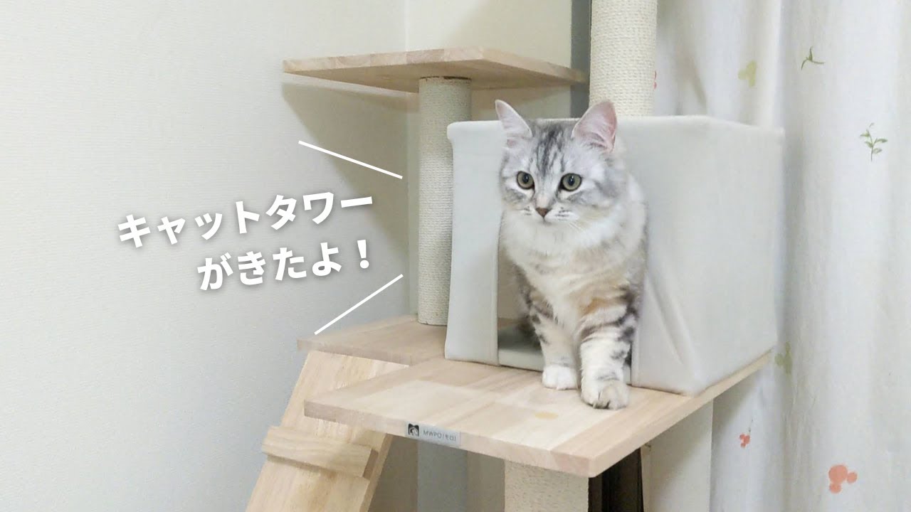 短足猫ちゃんにキャットタワーをプレゼント｜Mwpo（モロ）130Plus｜キンカローのルル