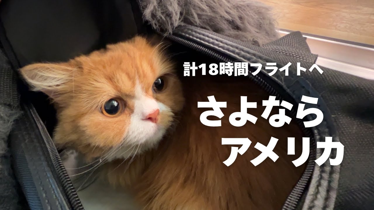アメリカ駐在最終日、ついに日本へ帰国しました