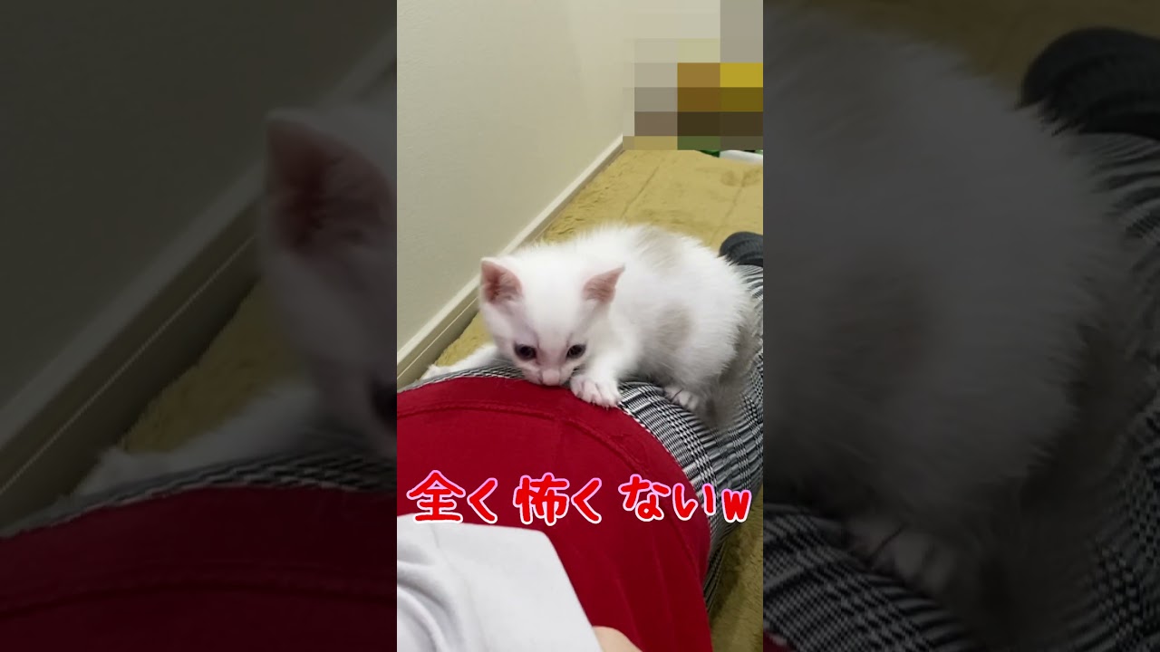 子猫の威嚇が全く怖くない