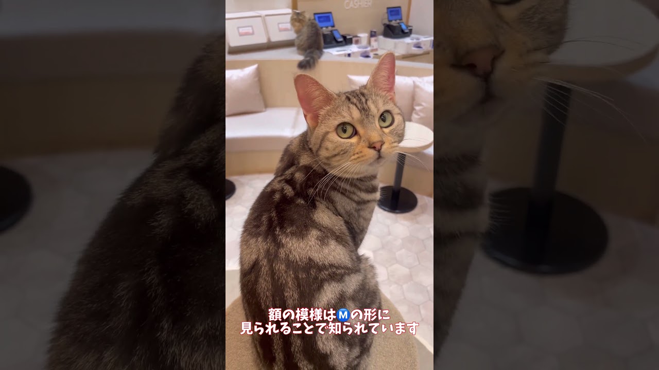 アメリカンショートヘアってどんな猫？ #cat #猫カフェmocha #ねこ