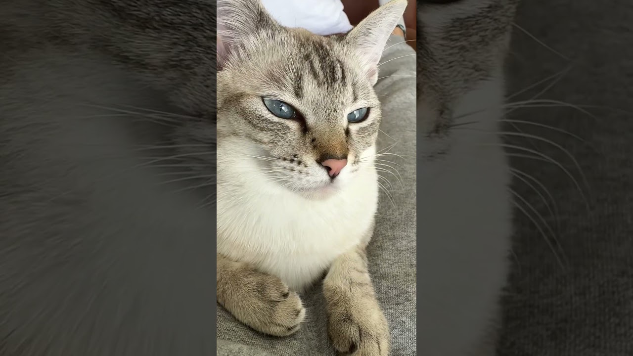 大きなあくび！！　#シャムトラ #元保護猫 #シャムミックス  #cat #猫耳 #kitten  #猫耳 #siamesemix