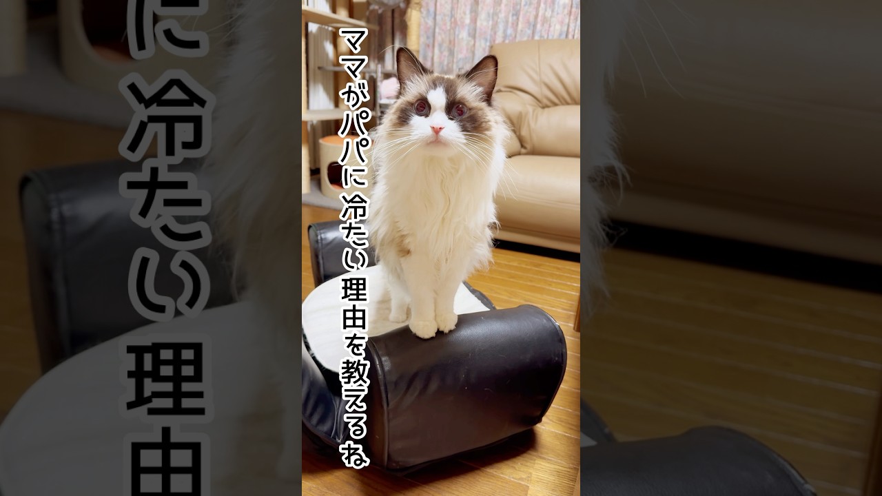 【ママがパパに冷たい理由】#猫 #猫のいる暮らし #ラグドール#shorts