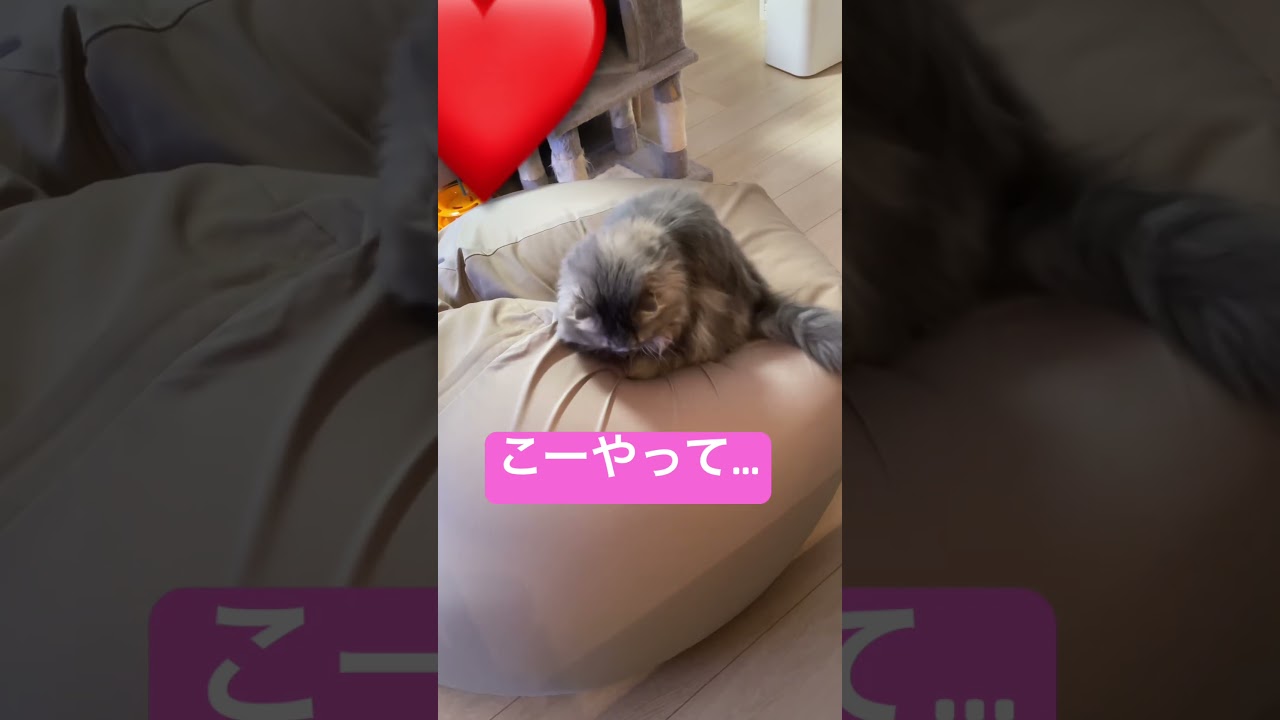 無印のビーズクッションを使いこなすスコティッシュフォールド#shorts #cat #猫 #猫のいる暮らし #猫のいる生活 #無印良品 #ビーズクッション#スコティッシュフォールド