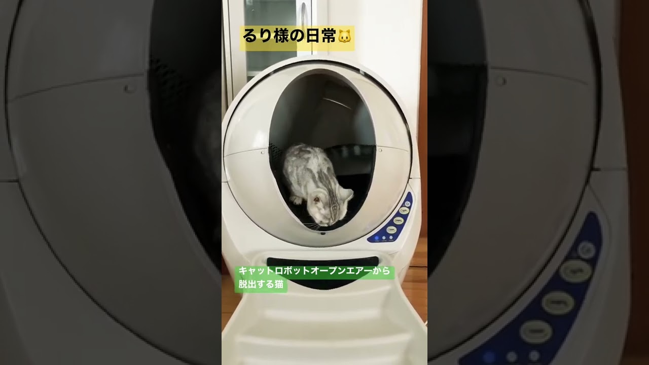 猫用トイレロボット、キャットロボットオープンエアーから脱出する猫【マンチカン】