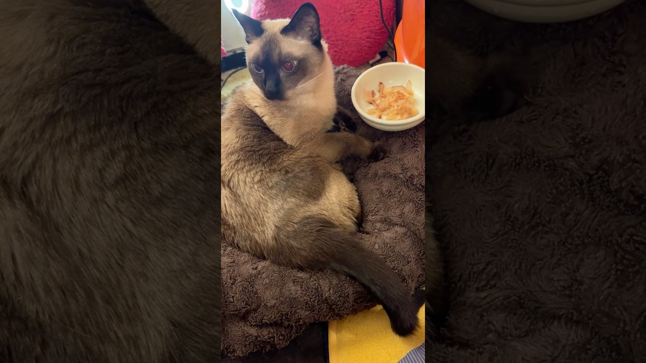 寝転びポーズのままご飯を食べちゃうお行儀が悪いたぬき猫とシンガプーラなのにゃ♪#cat #シンガプーラ #トンキニーズ#たぬき猫#singapura#tonkinese