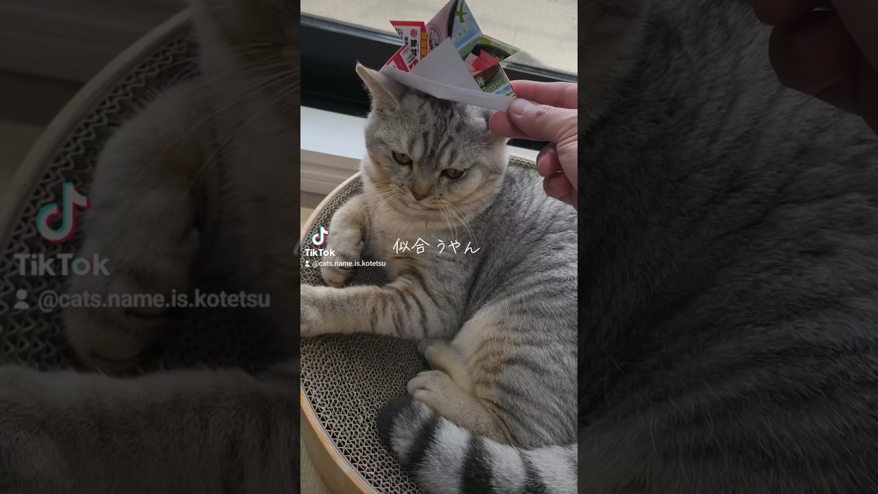 こどもの日を猫とお祝い