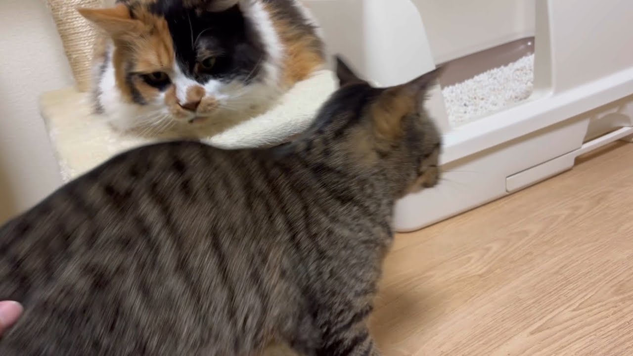 うまちゃん通ると匂いが気になるパンク