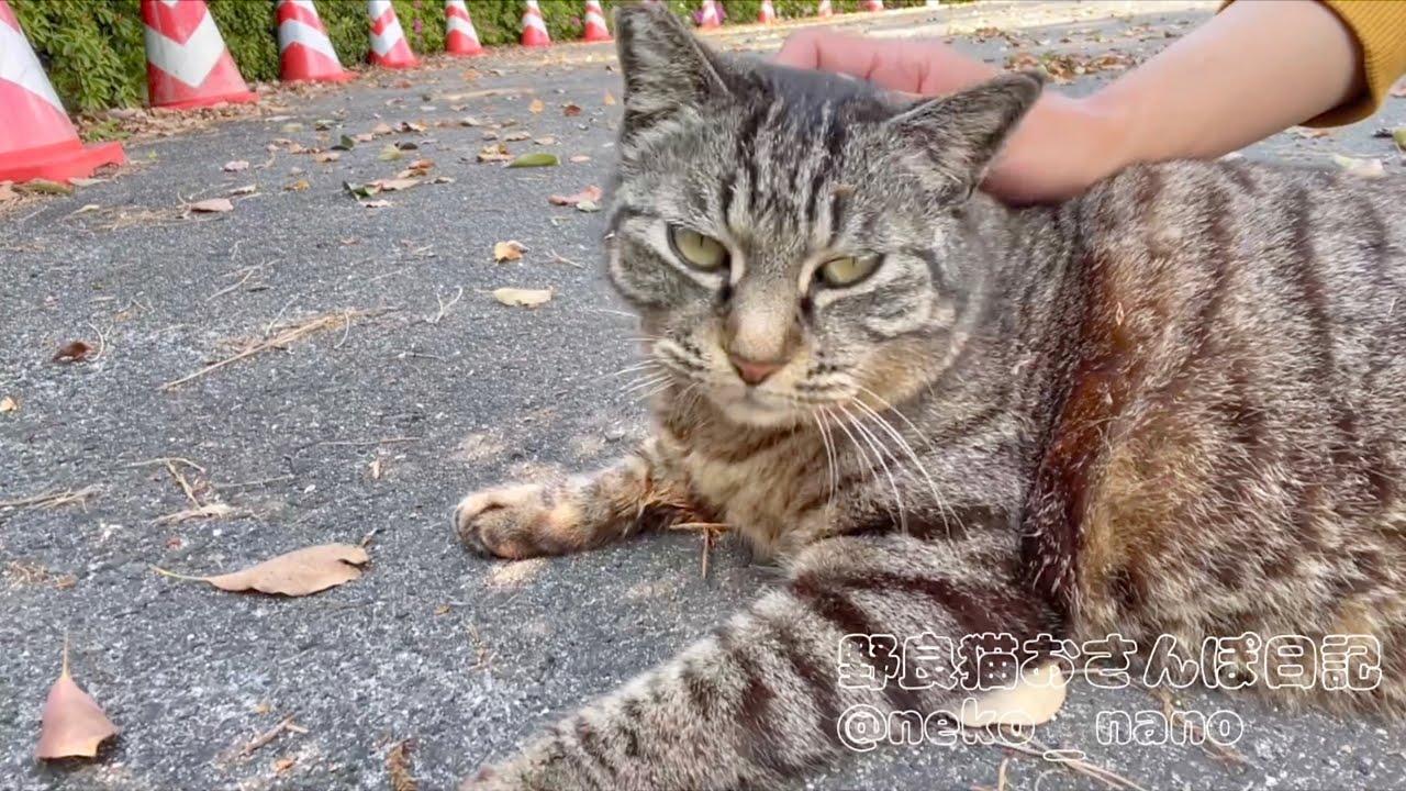 撫で甲斐のあるムチムチで可愛いキジトラ