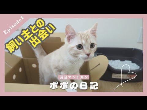 子猫を迎える前にちゃんと事前準備してよね！（マンチカンの女の子ポポの気持ち）❁『ポポの日記』❁