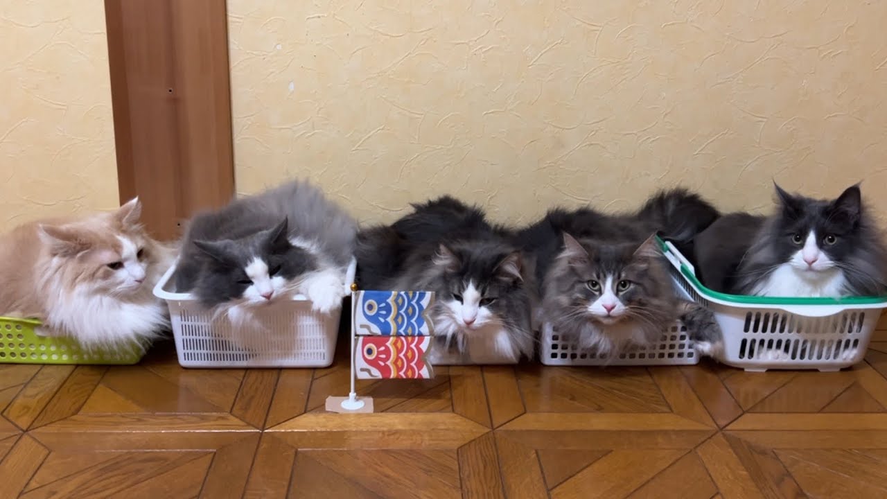 【こどもの日🎏】みんなが並ぶと思った以上に似ていたwwwノルウェージャンフォレストキャットとターキッシュアンゴラ